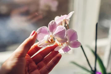 Gardinen Purple orchid phalaenopsis. Woman taking care of home plants . Close-up of female hands holding violet flowers © maryviolet