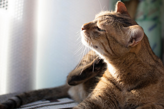 The gray cat was photographed while itchy. Sunlight shines on the cat's face.