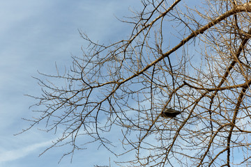 black sneakers on wood