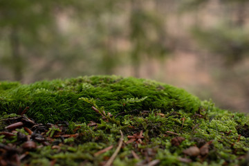 Closeup of bright green moss in the forest