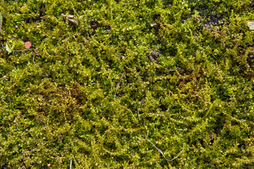 forest glade shire hobbits