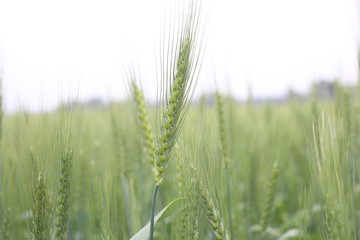 Field Young Green Wheat Cultivated Agricultural