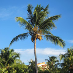Fototapeta na wymiar Palm