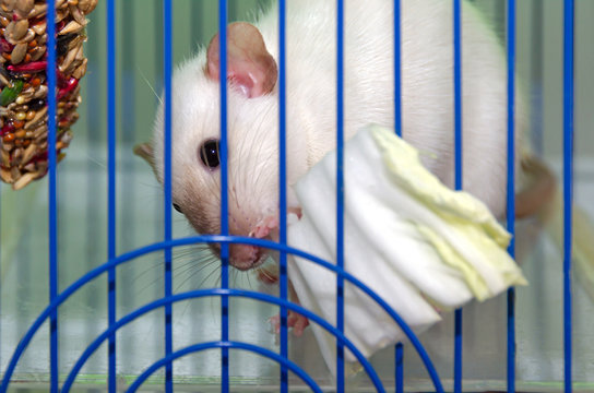 a cute California Siamese rat in a cage stuck his nose through the bars and eats a leaf of Chinese cabbage. focus on the eyes. the concept of pets and their proper nutrition