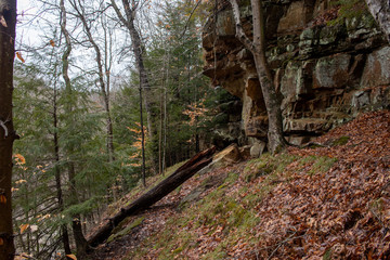 Pine trees growing in the woods near a rocky cliff face
