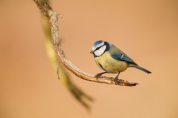 Blue tit on a winters day