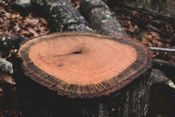 Cut log showing growth rings