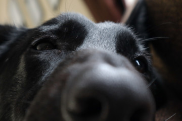 Dog Sleepy Face
