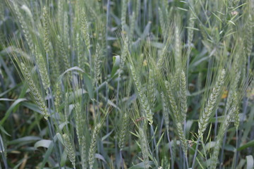 Young green wheat grains in field