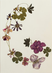 Pressed flowers