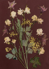 Pressed flowers