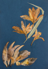 Pressed flowers