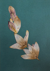 Pressed flowers