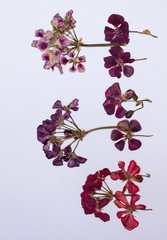 Pressed flowers
