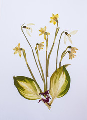 Pressed flowers