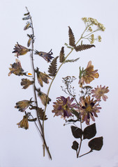 Pressed flowers