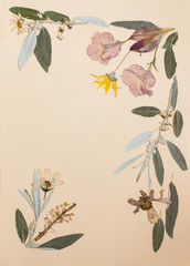 Pressed flowers