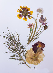Pressed flowers