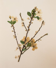 Pressed flowers