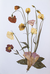 Pressed flowers