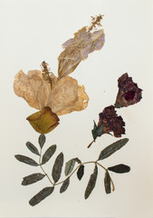 Pressed flowers