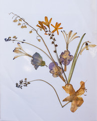Pressed flowers