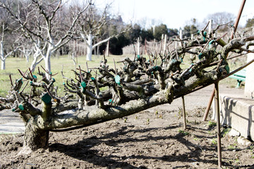 English garden. Apple trees early in spring.