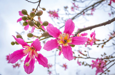 Close-up pink flowers of Silk floss tree (Ceiba speciosa)