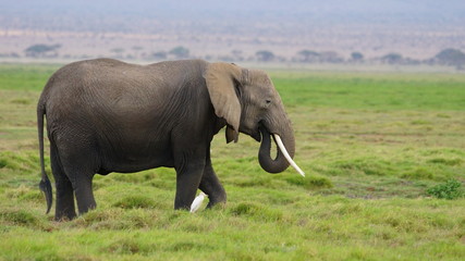 Naklejka na ściany i meble An elephant walks with a white bird on the African savannah in a reserve in Kenya.