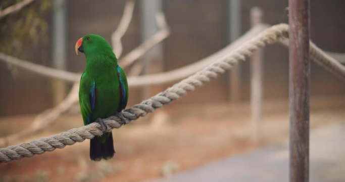 Eclectus parrot (Eclectus roratus) sitting on a rope. This beautiful tropical bird has emerald green plumage and orange beak. BMPCC 4K