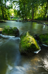 River in the green