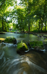 River in the green