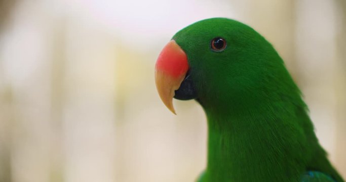 Close up of Eclectus parrot (Eclectus roratus), shallow depth of field. This beautiful tropical bird has emerald green plumage and orange beak. BMPCC 4K