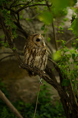 owl on branch