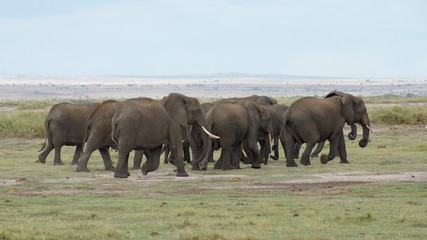 Naklejka na ściany i meble Herd of elephants in national park in Kenya in Africa. 