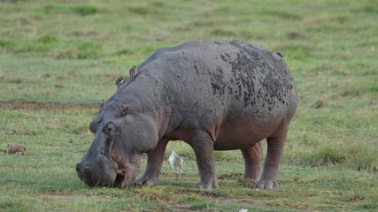 A large hippo that eats grass and a small white bird in savanna in Kenya, Africa.