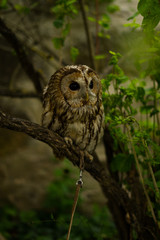 owl on branch