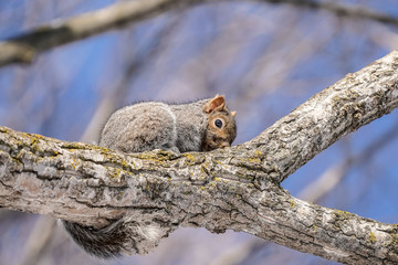 écureuil dans un arbre