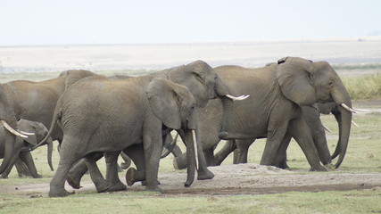 Herd of elephants in national park in Kenya in Africa.      
