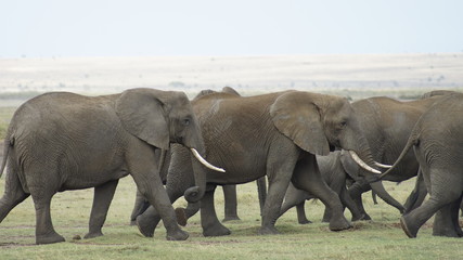 Herd of elephants in national park in Kenya in Africa.      