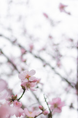 Blossom