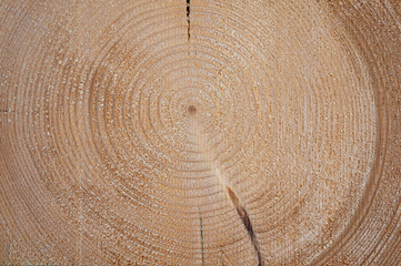 Fototapeta premium Fichtenstirnholz