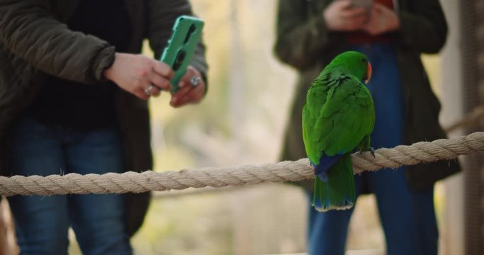 Group of people taking pictures of Eclectus parrot at the zoo, while it's flying away, slow motion. BMPCC 4K