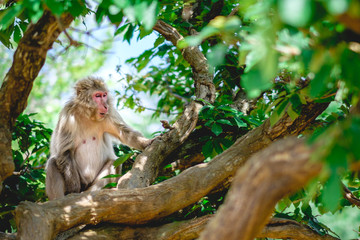 Snow Monkey between tree branches at Iwatayama, Arashiyama, Kyoto