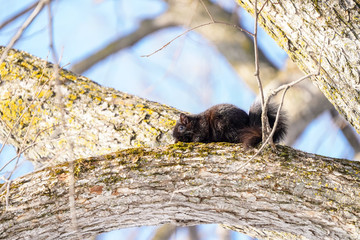 écureuil dans un arbre