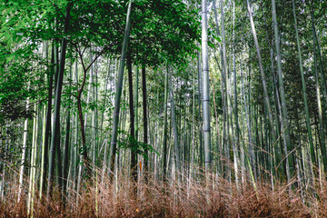 Bamboo trees at bamboo forest, Arashiyama, Kyoto