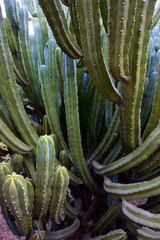 Pilosocereus - closeup (Marrakesh, Morocco)