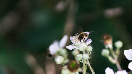 bee on flower