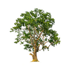 Obraz premium Tree isolated on white background