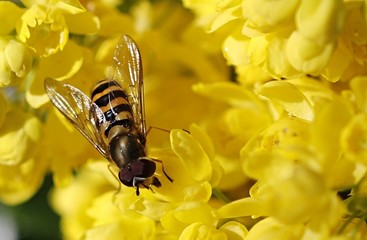 bee on a yellow flower